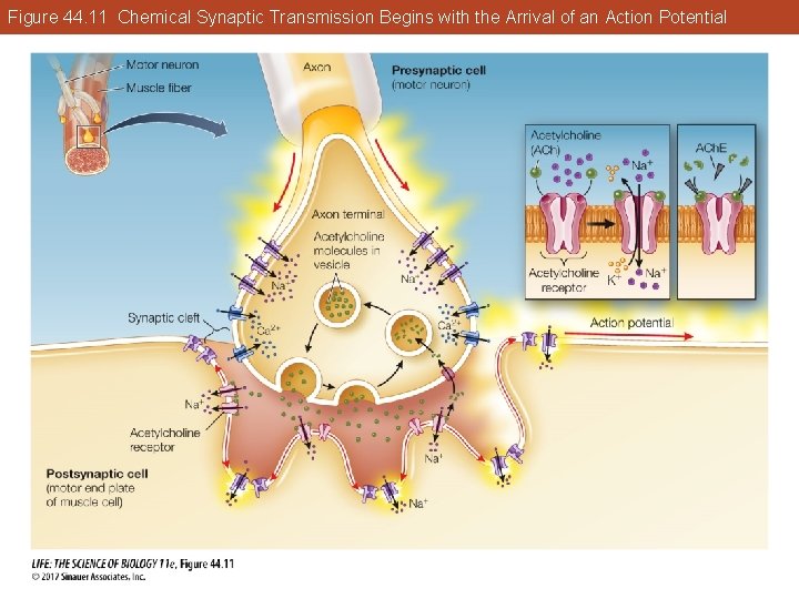 Figure 44. 11 Chemical Synaptic Transmission Begins with the Arrival of an Action Potential Figure 44. 11 Chemical Synaptic Transmission Begins with the Arrival of an Action Potential
