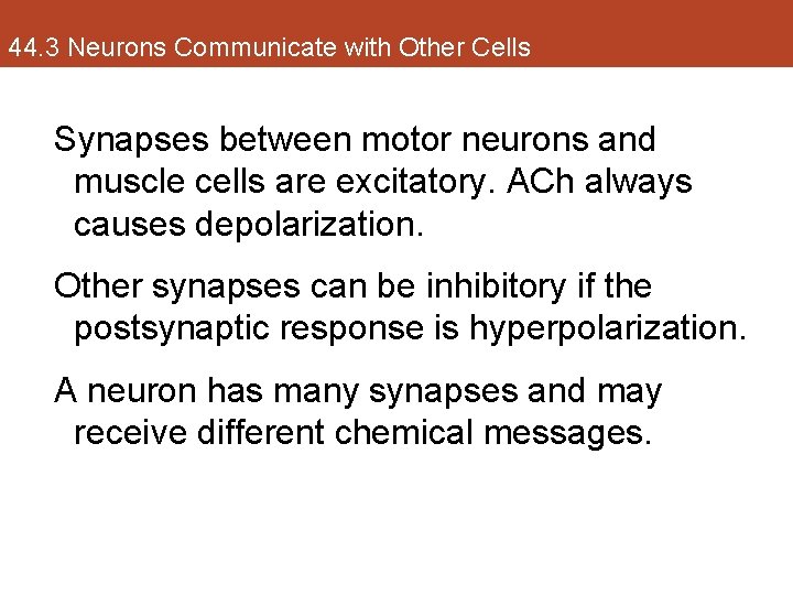 44. 3 Neurons Communicate with Other Cells Synapses between motor neurons and muscle cells