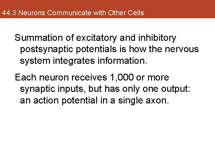 44. 3 Neurons Communicate with Other Cells Summation of excitatory and inhibitory postsynaptic potentials
