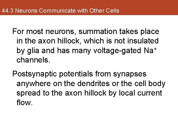 44. 3 Neurons Communicate with Other Cells For most neurons, summation takes place in