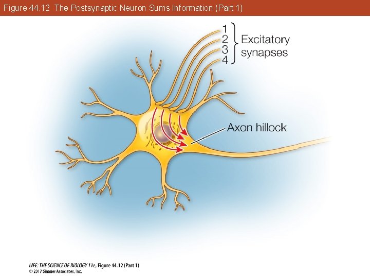 Figure 44. 12 The Postsynaptic Neuron Sums Information (Part 1) 