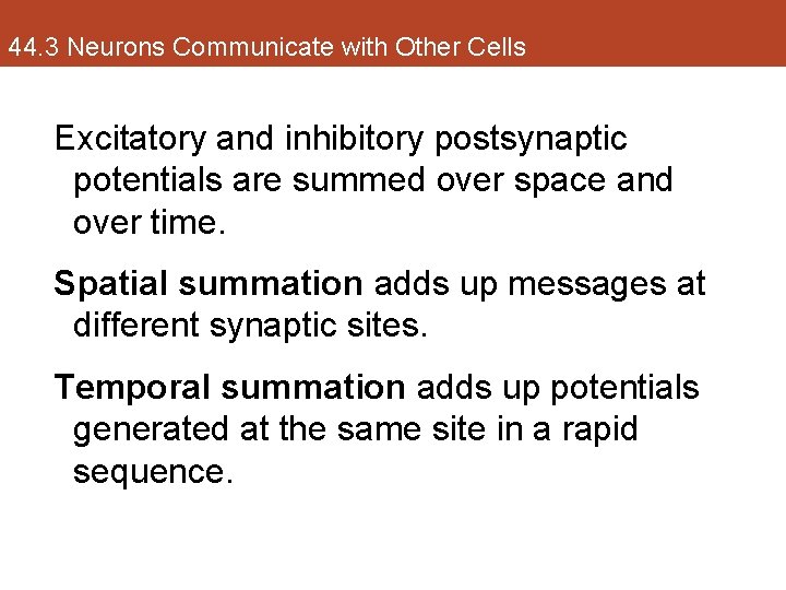 44. 3 Neurons Communicate with Other Cells Excitatory and inhibitory postsynaptic potentials are summed