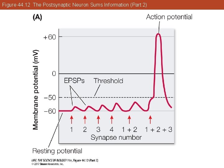 Figure 44. 12 The Postsynaptic Neuron Sums Information (Part 2) 