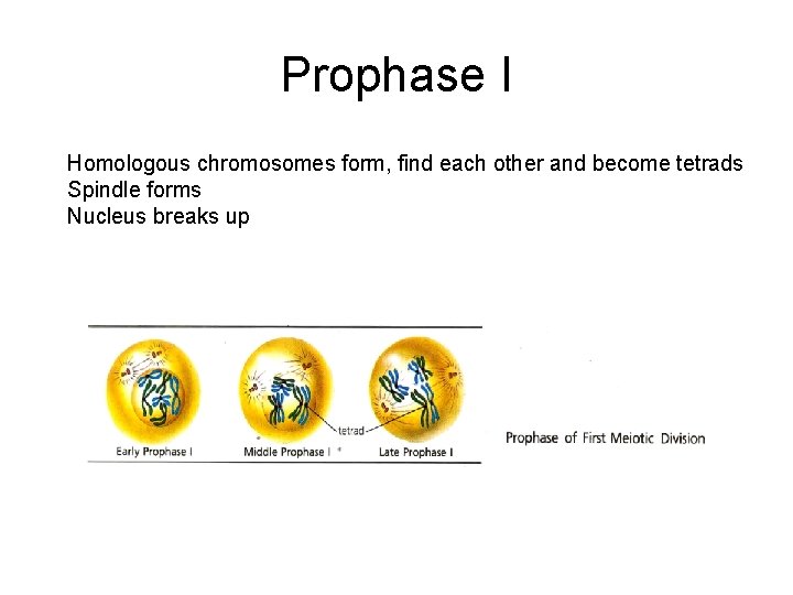 Prophase I Homologous chromosomes form, find each other and become tetrads Spindle forms Nucleus