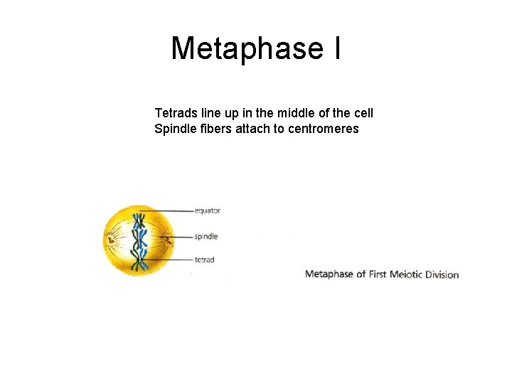 Metaphase I Tetrads line up in the middle of the cell Spindle fibers attach