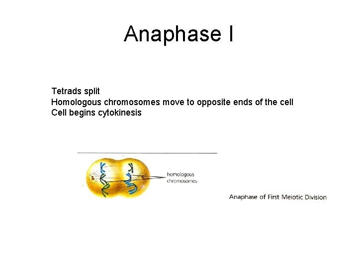 Anaphase I Tetrads split Homologous chromosomes move to opposite ends of the cell Cell