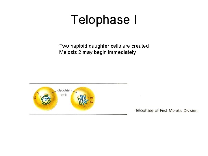 Telophase I Two haploid daughter cells are created Meiosis 2 may begin immediately 