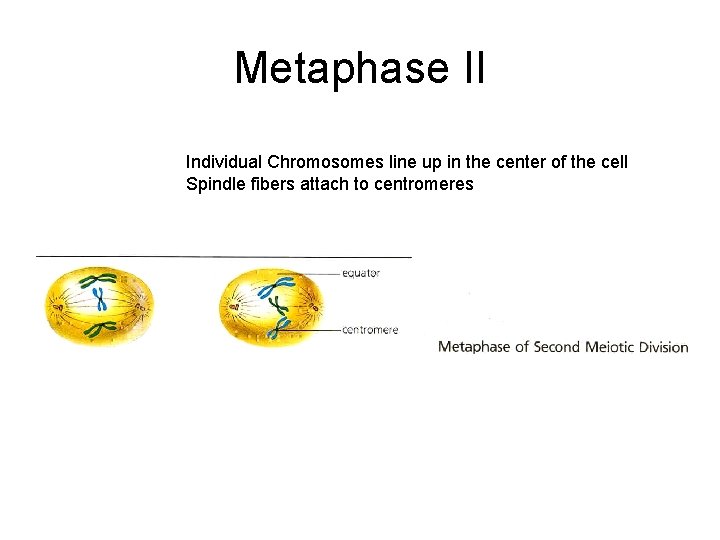 Metaphase II Individual Chromosomes line up in the center of the cell Spindle fibers
