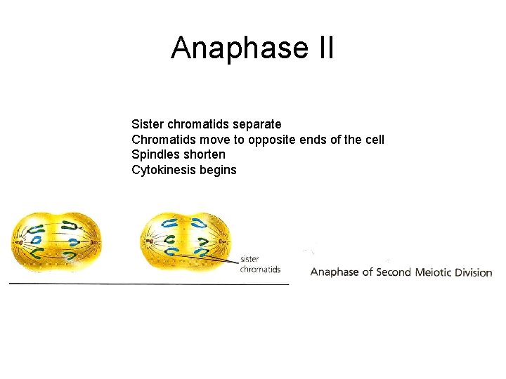 Anaphase II Sister chromatids separate Chromatids move to opposite ends of the cell Spindles