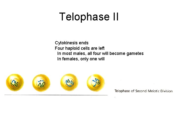 Telophase II Cytokinesis ends Four haploid cells are left In most males, all four