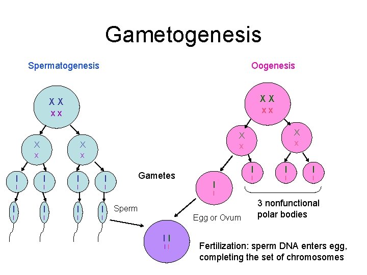 Gametogenesis Spermatogenesis Oogenesis XX xx X x X x I I I I Gametes