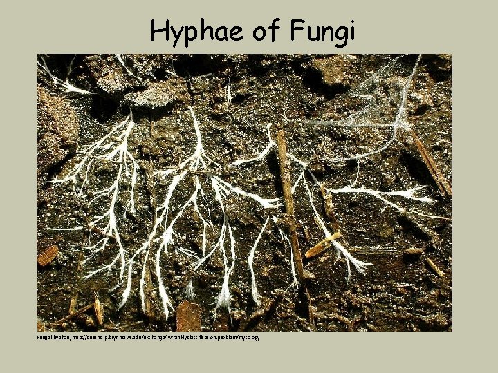 Hyphae of Fungi Fungal hyphae, http: //serendip. brynmawr. edu/exchange/wfrankli/classification. problem/mycology 