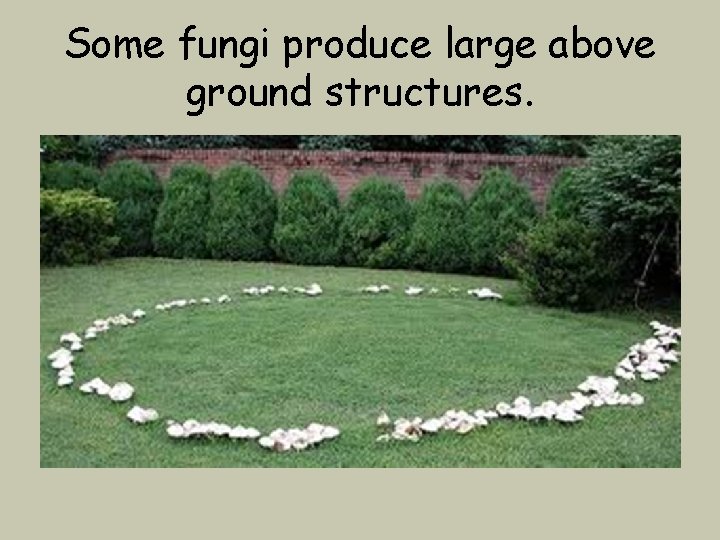 Some fungi produce large above ground structures. 