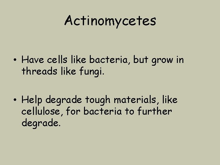 Actinomycetes • Have cells like bacteria, but grow in threads like fungi. • Help