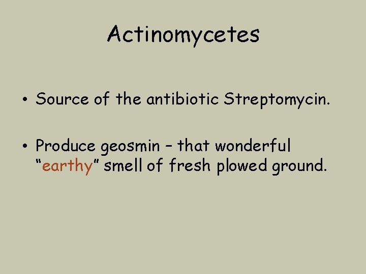 Actinomycetes • Source of the antibiotic Streptomycin. • Produce geosmin – that wonderful “earthy”