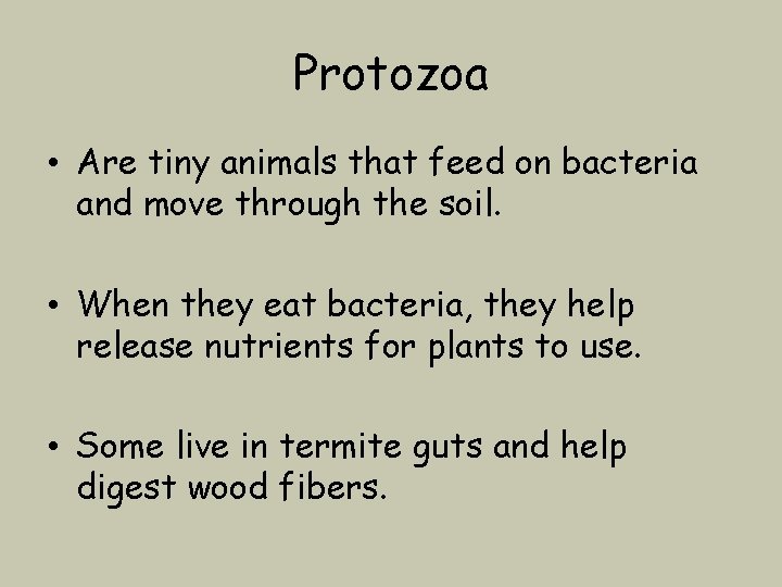 Protozoa • Are tiny animals that feed on bacteria and move through the soil.