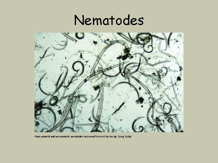 Nematodes Plant-parasitic and non-parasitic nematodes recovered from soil by sieving. (Greg Tylka) 