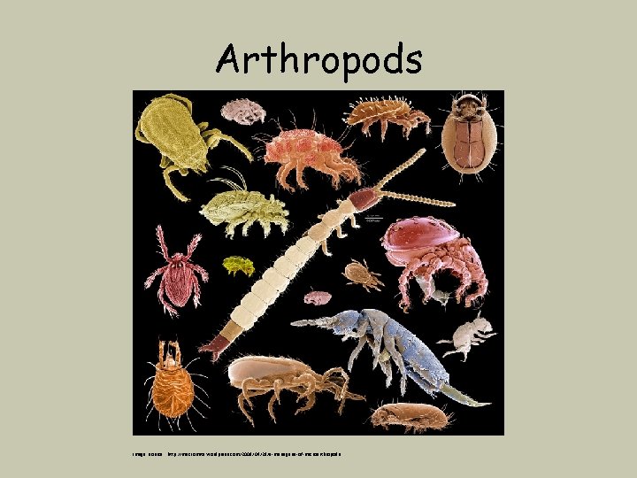 Arthropods Image source : http: //macromite. wordpress. com/2009/04/29/a-menagerie-of-microarthropods 