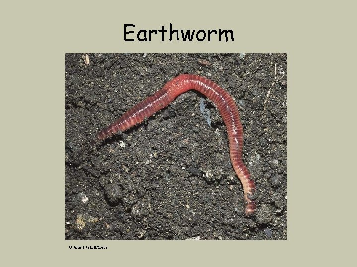 Earthworm © Robert Pickett/Corbis 