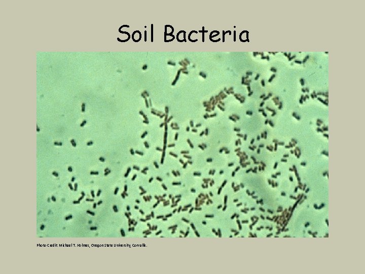 Soil Bacteria Photo Credit: Michael T. Holmes, Oregon State University, Corvallis. 