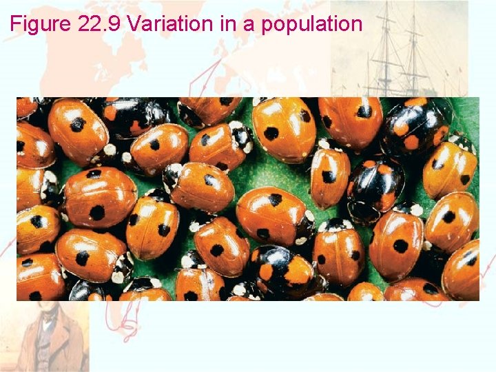 Figure 22. 9 Variation in a population 
