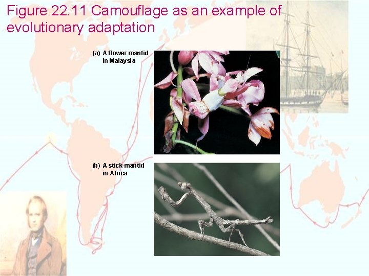Figure 22. 11 Camouflage as an example of evolutionary adaptation (a) A flower mantid