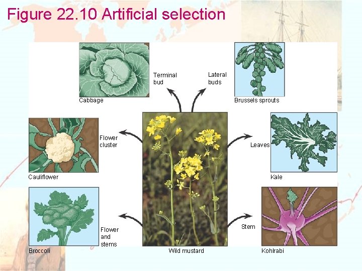 Figure 22. 10 Artificial selection Terminal bud Lateral buds Brussels sprouts Cabbage Flower cluster