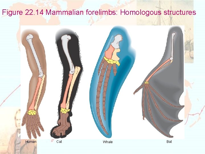 Figure 22. 14 Mammalian forelimbs: Homologous structures Human Cat Whale Bat 