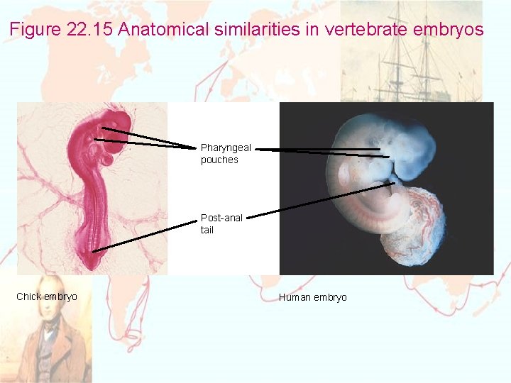 Figure 22. 15 Anatomical similarities in vertebrate embryos Pharyngeal pouches Post-anal tail Chick embryo