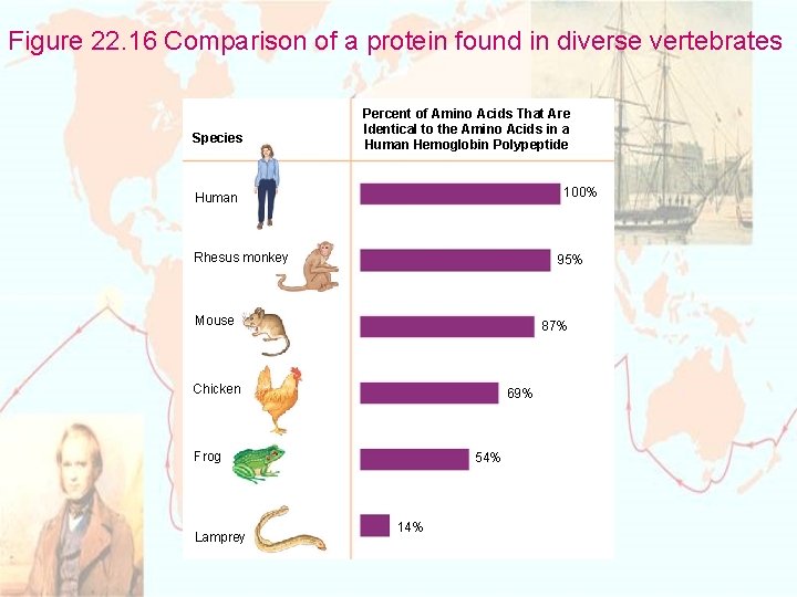 Figure 22. 16 Comparison of a protein found in diverse vertebrates Species Percent of