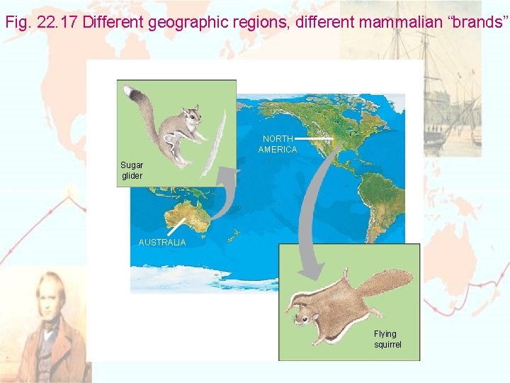 Fig. 22. 17 Different geographic regions, different mammalian “brands” NORTH AMERICA Sugar glider AUSTRALIA