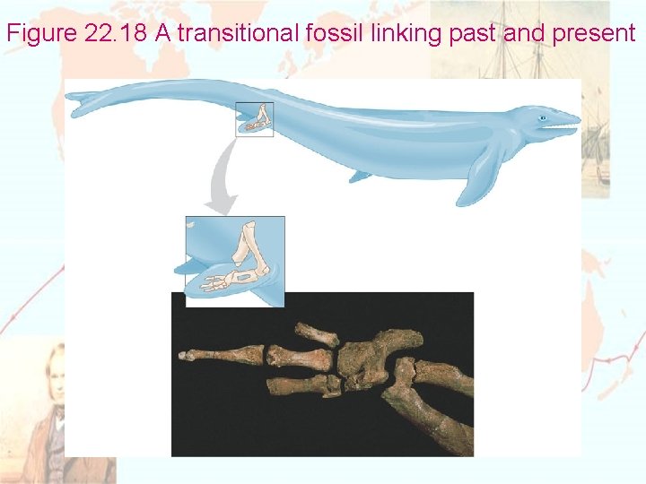 Figure 22. 18 A transitional fossil linking past and present 