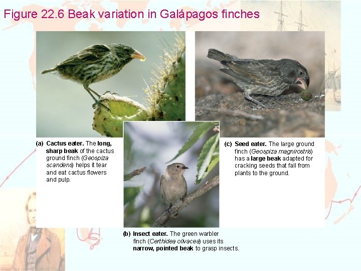 Figure 22. 6 Beak variation in Galápagos finches (a) Cactus eater. The long, sharp