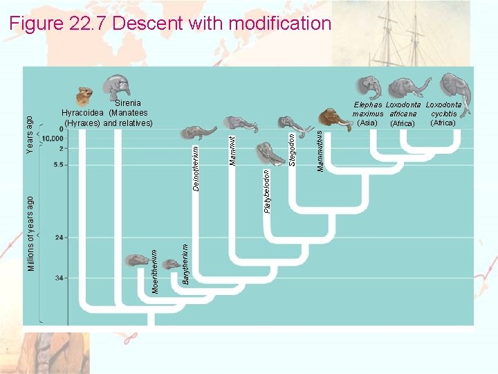 Sirenia Hyracoidea (Manatees (Hyraxes) and relatives) Mammuthus Stegodon Platybelodon Mammut Deinotherium Elephas Loxodonta cyclotis