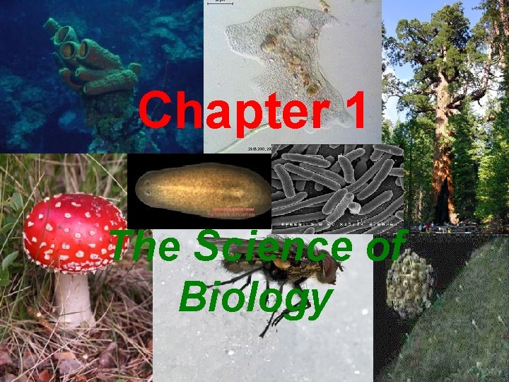 Chapter 1 The Science of Biology 