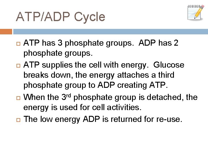 ATP/ADP Cycle ATP has 3 phosphate groups. ADP has 2 phosphate groups. ATP supplies