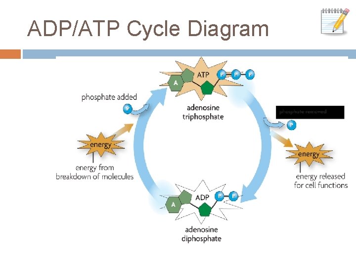 ADP/ATP Cycle Diagram 