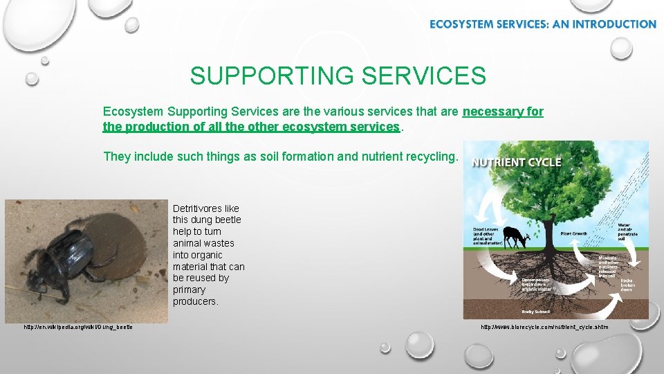 SUPPORTING SERVICES Ecosystem Supporting Services are the various services that are necessary for the