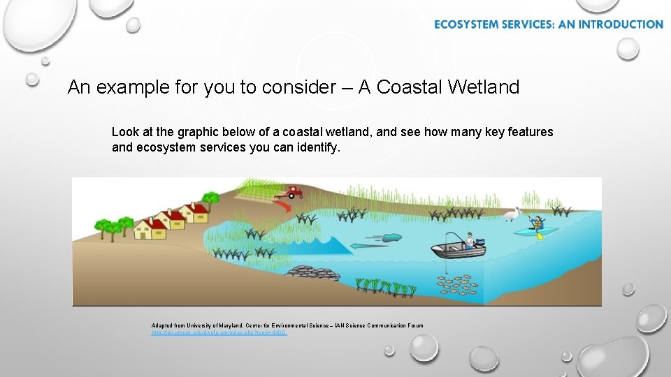 An example for you to consider – A Coastal Wetland Look at the graphic