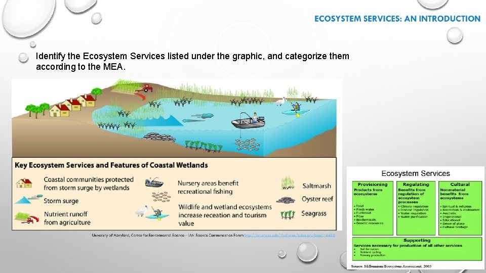 Identify the Ecosystem Services listed under the graphic, and categorize them according to the