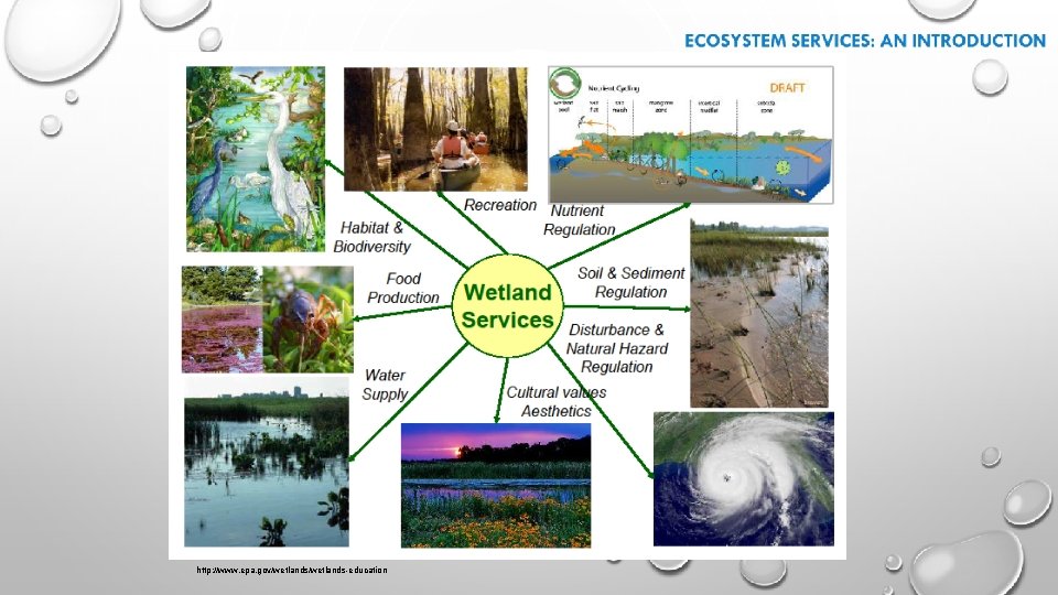 http: //www. epa. gov/wetlands-education 