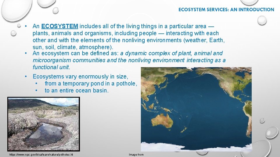  • An ECOSYSTEM includes all of the living things in a particular area