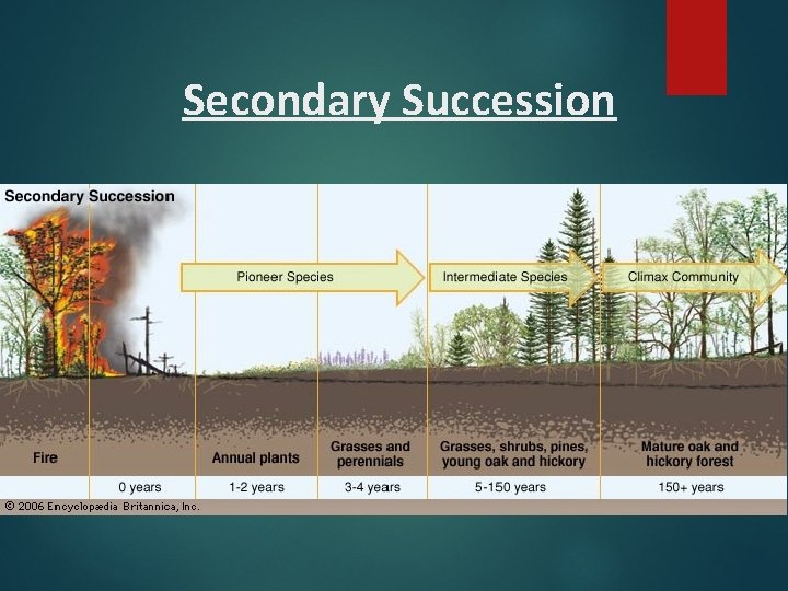 Secondary Succession 