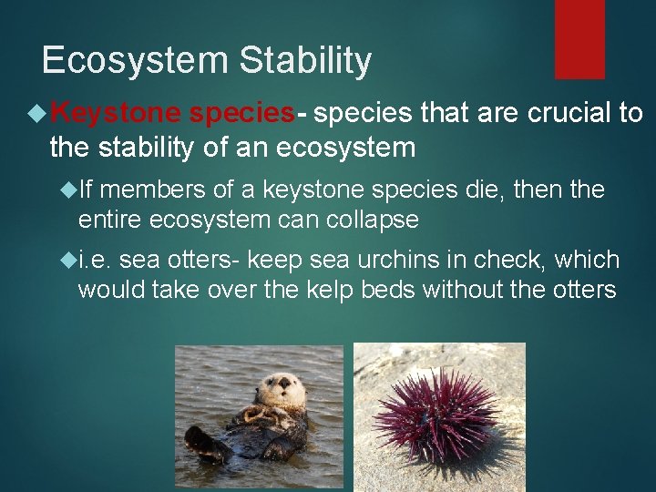 Ecosystem Stability Keystone species- species that are crucial to the stability of an ecosystem