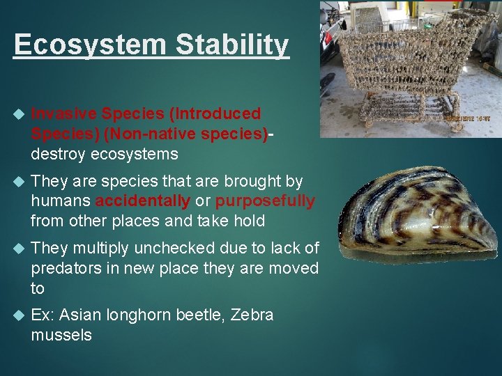 Ecosystem Stability Invasive Species (Introduced Species) (Non-native species)destroy ecosystems They are species that are