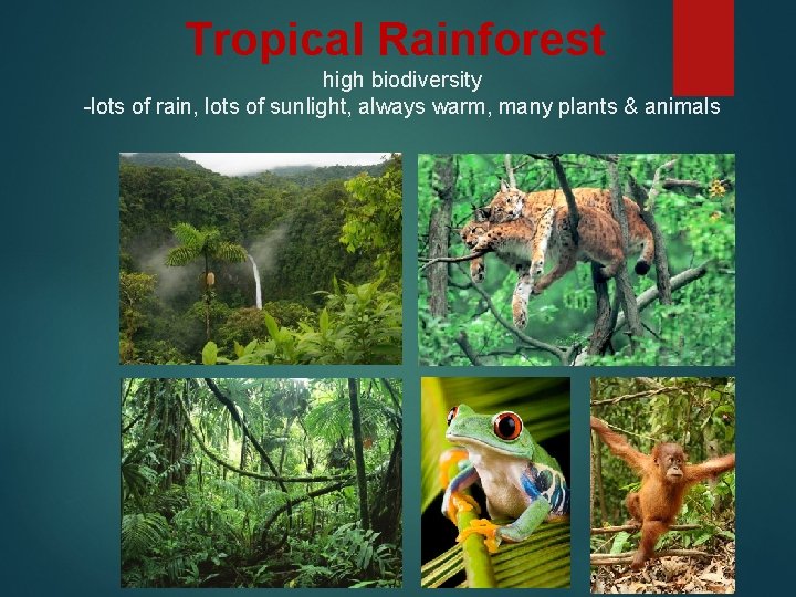Tropical Rainforest high biodiversity -lots of rain, lots of sunlight, always warm, many plants