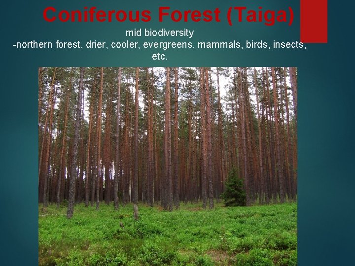 Coniferous Forest (Taiga) mid biodiversity -northern forest, drier, cooler, evergreens, mammals, birds, insects, etc.