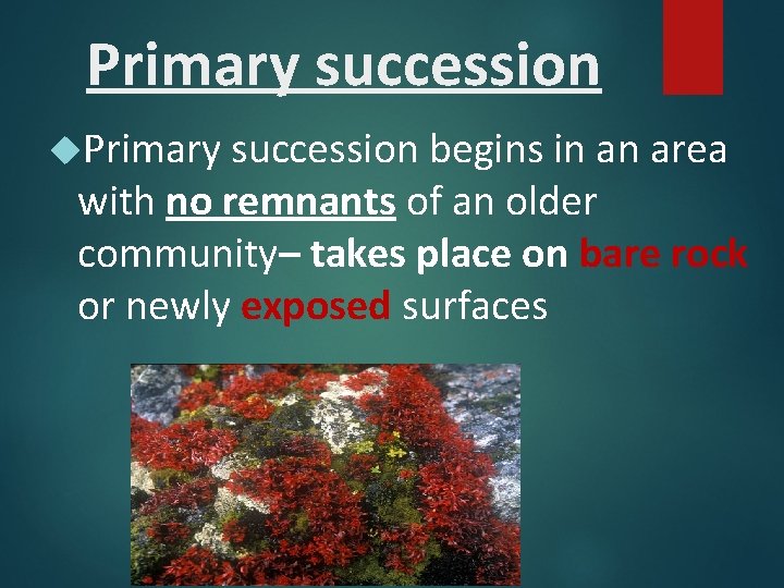 Primary succession begins in an area with no remnants of an older community– takes