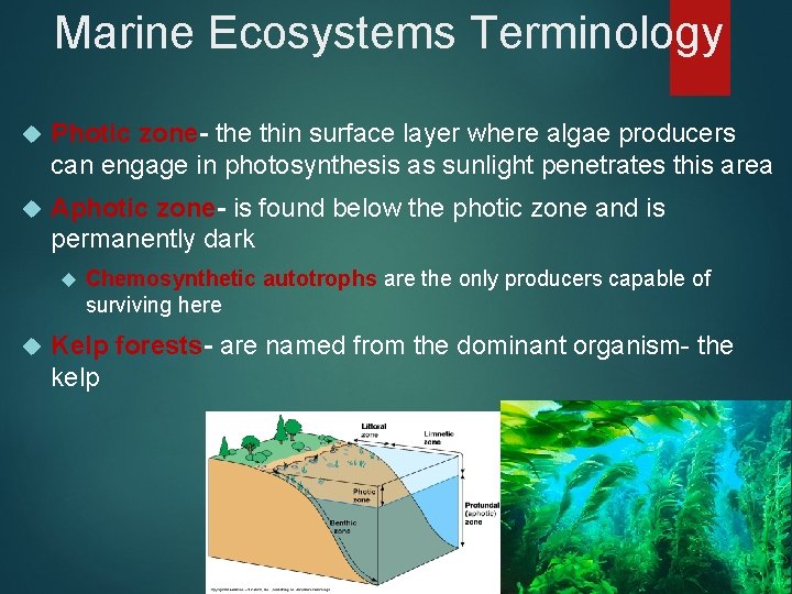 Marine Ecosystems Terminology Photic zone- the thin surface layer where algae producers can engage
