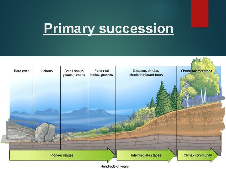 Primary succession 